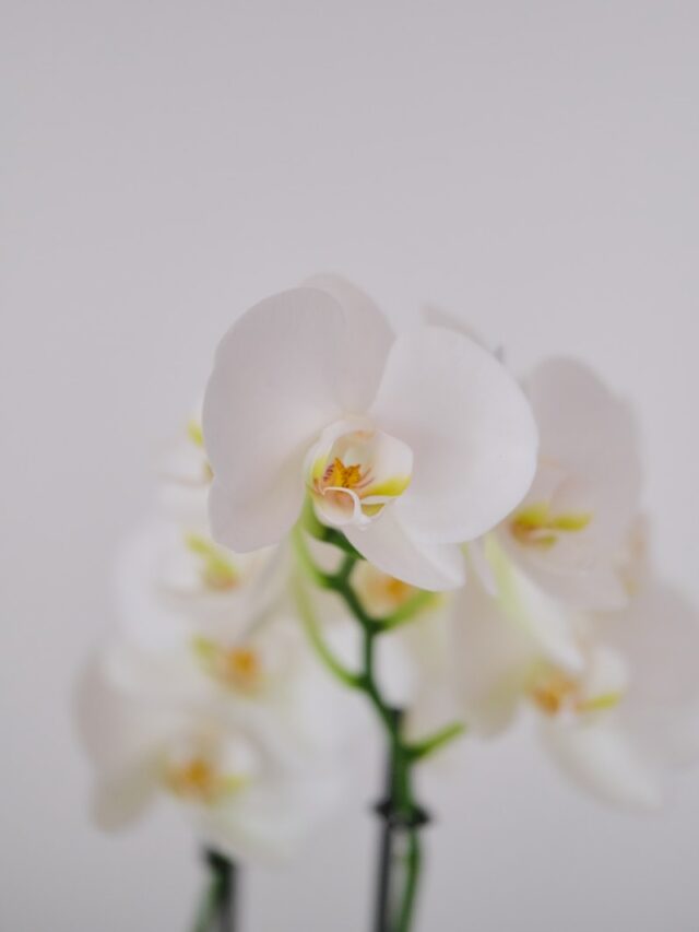 a close up of a white flower in a vase