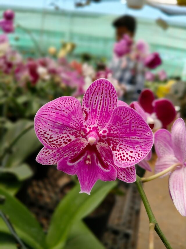 a close up of a pink flower in a greenhouse