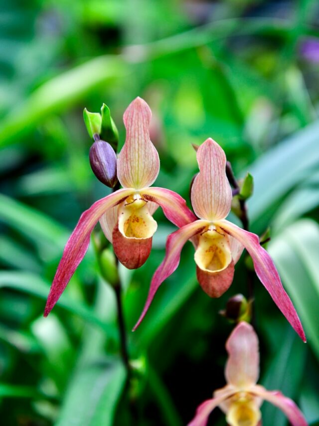 a close up of a pink and yellow flower