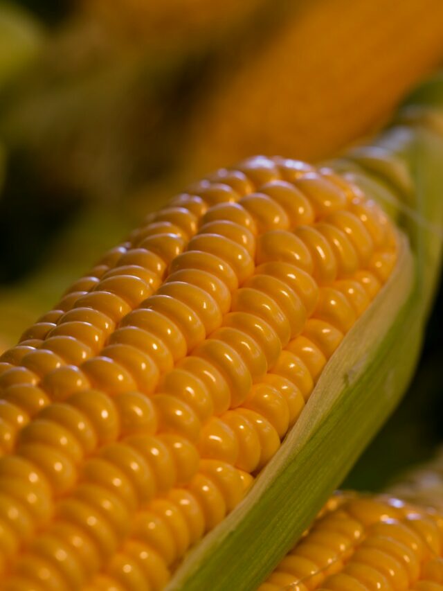 a close up of corn on the cob