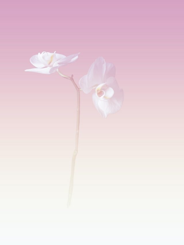 two white flowers on a pink and white background