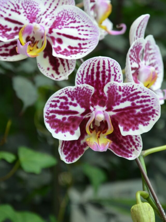 a close up of a purple and white flower