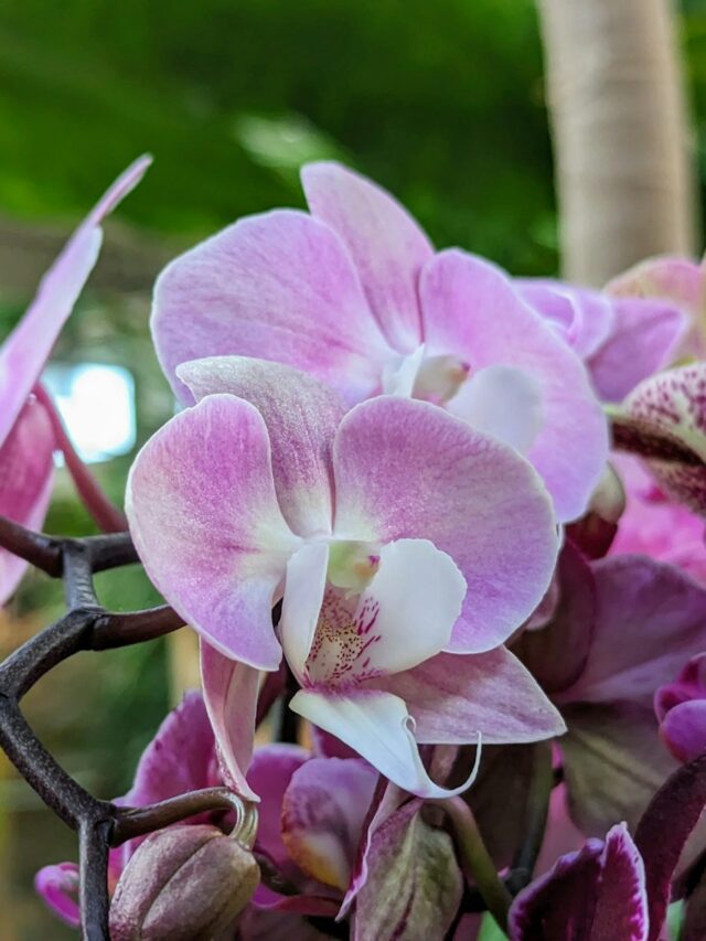 a close up of a bunch of purple flowers