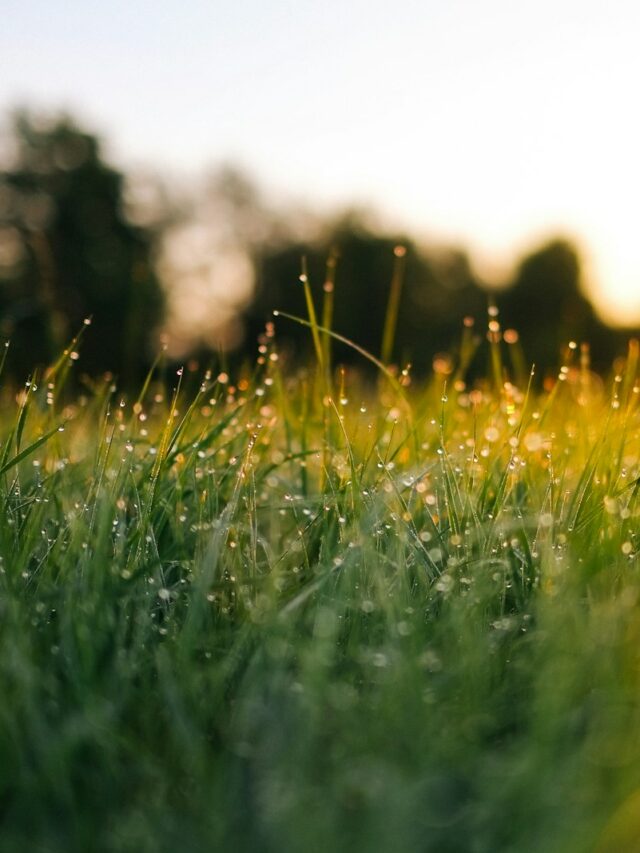 selective focus photography of water droplets on grasses