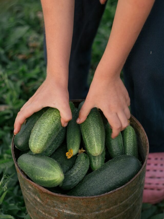 person holding green cucumber on brown woven basket