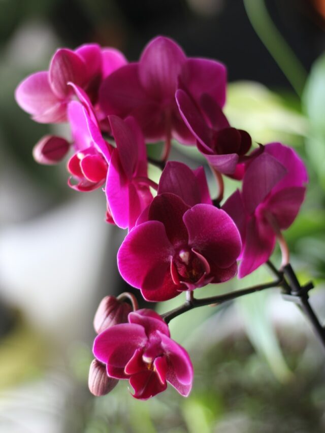 a close up of a pink flower on a plant