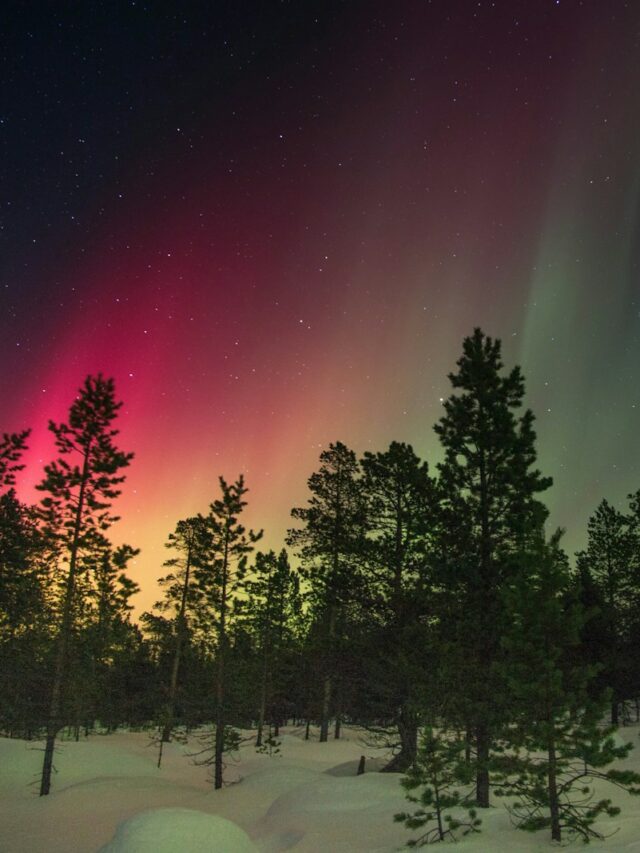 trees and aurora rays